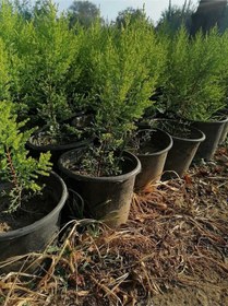 Resim Limon Selvi Çam 10 Adet Kokulu Cupressus Macrocarpa Goldcrest Saksılı 40-50 Cm 
