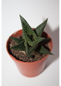 Resim Haworthia Limifolia Sukulent Tekli 5,5 Cm Saksıda 