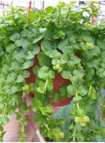 Resim Altın Kolye Çiçeği Dekoratif Canlı Salon Çiçeği (Lysimachia Nummularia) 