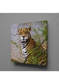 Resim Leoparın Duruşu Kanvas Tablo 200x200cm 