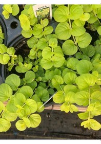 Resim Çiçek Açan Sarı Kız Altın Kolye Çiçeği 1 Adet 30-40cm Lysimachia Nummularia 