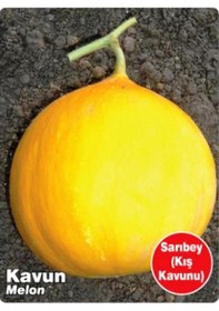 Resim AGRodal Tarım Ata Tohumu Yerli Kavun Sarıbey 100 Adet Tohum 