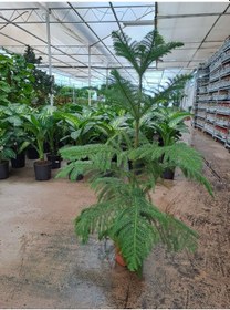 Resim 4 Yaş Salon Çamı Arokarya Çiçeği 