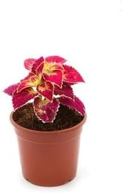 Resim Kırmız Yaprak Güzeli Çiçeği 1 Adet Saksılı (Red Kolyos), GDB140624NA15 