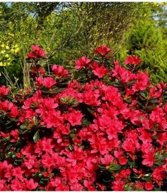 Resim Açelya Çiçeği Kırmızı 30-50 Cm Tüplü Ve Saksılı 