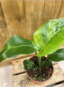 Resim Starliçe Turna Gagası Cennet Çiçeği 1 Adet Saksılı 25-40Cm, SRD30012025BYB609 