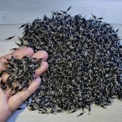 Resim 30 adet Paslanmaz Çelik Balıkçılık Tutkalı ile Taşıyıcı Dönerler - Hızlı Bağlantı, Katı Halka Dönerler için Geliştirilmiş Balıkçılık, Sevgililer Günü, Şükran Günü, Noel, Cadılar Bayramı, Babalar Günü Hediyeleri, Balıkçılık Taktikleri Aksesuarları için İdeal 