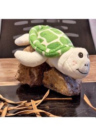 Resim Caretta Caretta Kaplumbağa Küçük Yeşil 