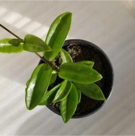 Resim Mum Çiçeği Fidesi Köklenmiş Hoya Pembe 10-20 Cm 