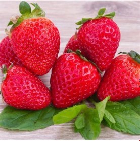 Resim Rüzgarbotanik Bobo Brio Çilek Fidesi 30Adet 