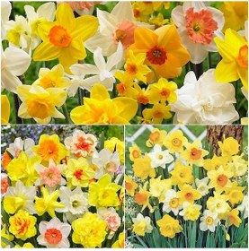 Resim Karışık Renkli Nergis Mixed Daffodil Soğanı 100 Adet 