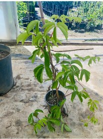 Resim Amerikan Sarmaşığı Parthenocissus Quinquefolia 1 Adet 