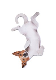 Resim Mustard Dog -Asılabilir - Notluk 