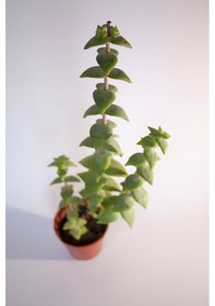 Resim Crassula Rupestris Sukulent Tekli 5,5 Cm Saksıda 
