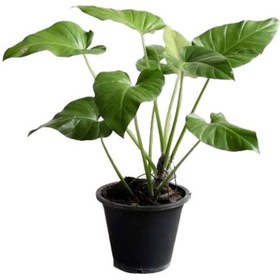 Resim Philodendron Giganteum Ø21 Cm Y70-80 Cm 