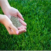 Resim Çim Tohumu 2 KG 5 Karışım 7 Günde Çimlenen Üzerine Basılabilir Karışım Çim Tohumu 