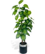 Resim Yapay Çiçek Difenbahya Sarı Yeşil 3katlı 160cm 54yaprak Gümüş Kemerli Siyah Saksıda Yapay Bitki 