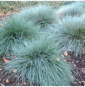 Resim Mavi Süs Çimi 50 Adet - Festuca Ovina - Yer Örtücü Bitki 