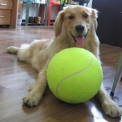 Resim 1 Adet Jumbo 24.13cm Tenis Topu Köpekler İçin - Dayanıklı Etkileşimli Eğitim Oyuncak, Büyük Irklar İçin İdeal, Pil Gerektirmez - Getir & Oyna İçin Mükemmel 