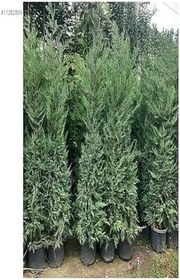 Resim Videolu Kokulu 1 Adet Leylandi Fidanı 30-70Cm SaksılıTüplü ("Leyland Cypress Sapling) 