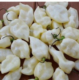 Resim White Acı Fatali Biber Tohumu 15 Adet 1 Set 