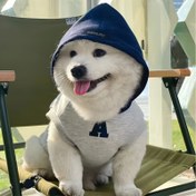 Resim Nakış Harf Baskılı Pet Köpek Hoodie Köpek Kış Kıyafeti Sıcak Peluş Kazak Köpek Giyim 