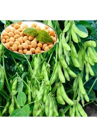 Resim Yerli Doğal Soya Fasulyesi Tohumu 50 Adet Tohum 