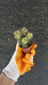 Resim NuNu By Pink Edge Mini Sukulent (Crassula Perforata) - 6-10 cm 
