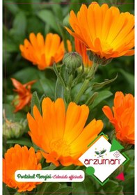 Resim Portakal Nergisi Çiçek Tohumu 