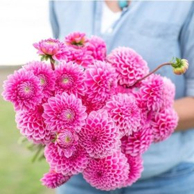 Resim Pink Silvia Büyük Çiçekli Yıldız Dahlia Çiçeği Soğanı Yumrusu 1 Adet 