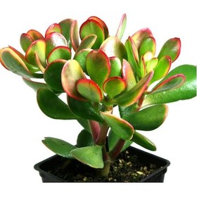 Resim Para Çiçeği Crassula Ovata 5 Adet 