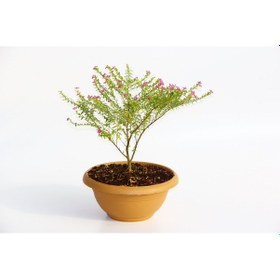 Resim Bonsai Kufeya Cennet Çiçeği - 5 Adet 