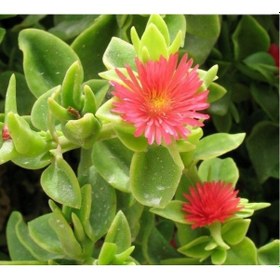 Resim Buz Çiçeği Mesenbryanthemum Albatum 45 Adet 