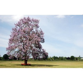 Resim PAVLONYA AĞACI FİDANI 10 ADET - Paulownia Tementosa 30-50 cm 