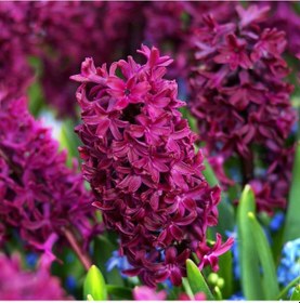 Resim Woodstock Sümbül Hyacinthus Soğanı 3 Adet 