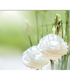 Resim Olinpa Cam Ocak Arkası Koruyucu | Beyaz Çiçek Desenli 