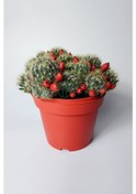 Resim Mammillaria Prolifera Meyveli Büyük Boy 12 Cm Saksıda 1 Adet 