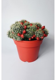 Resim Mammillaria Prolifera Meyveli Büyük Boy 12 Cm Saksıda 1 Adet 