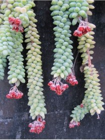 Resim serada decor & plant Sedum Burrito Morganianum (eşek Kuyruğu) Sukulent Bitki 