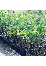 Resim 3 Yaş Bluegold Çeşiti Yaban Mersini Fidanı 