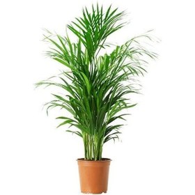 Resim Areka Palmiyesi 3 Adet - Salon Bitkisi 6394 