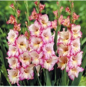 Resim Gladiolus Priscilla Glayör Çiçeği Soğanı 2 Adet 1 Adet 