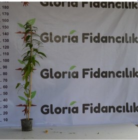 Resim 2 Adet Saksıda 2 Yaş Melisa Kolonya Çiçeği 60-90 Cm 