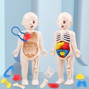 Resim 1pc Eğitim Amaçlı Şeffaf İnsan Anatomisi Gövde Modeli Çıkarılabilir Organlar ve Alet Seti ile, Çocuklar için DIY Tıbbi Öğrenme Oyuncak 