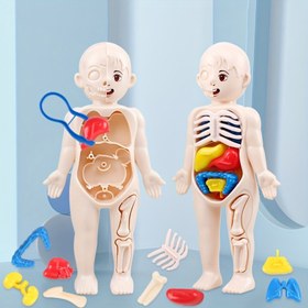 Resim 1pc Eğitim Amaçlı Şeffaf İnsan Anatomisi Gövde Modeli Çıkarılabilir Organlar ve Alet Seti ile, Çocuklar için DIY Tıbbi Öğrenme Oyuncak 