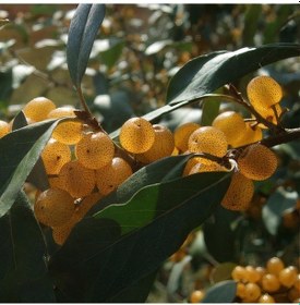 Resim Tüplü Sarı Elaeagnus Umbellata Fortunella Şifalı Güz Zeytini Fidanı 
