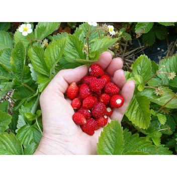 Vinca Rosea Deep Rose Rozet Çiçeği Tohumu 20 Tohum