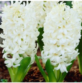 Resim White King Sümbül Hyacinthus Soğanı 3 Adet 