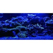 Resim Kanki Pet Akvaryum Arka Fon Yapıştırma 125x63 Cm Kp1256325 