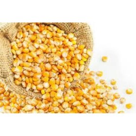 Resim Tane Mısır 4 KG Tavuk Yemi Yemlik Mısır Kanatlı Yemi Kaz Ördek Bıldırcın Yemi 